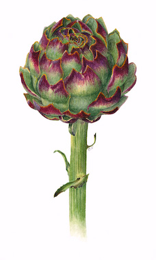 Artichoke.