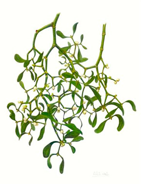 Mistletoe.