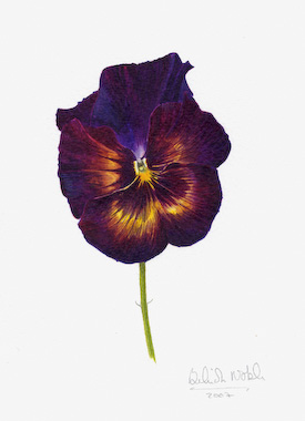 Pansy.