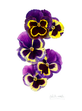 Pansy.