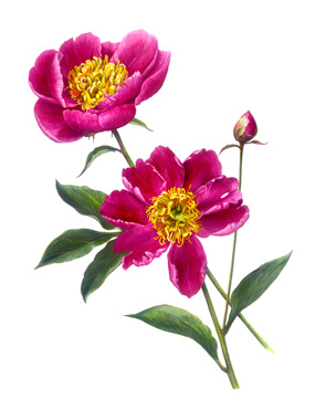 Pink-Peony