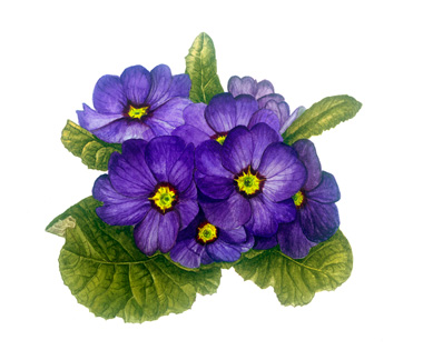 Polyanthus