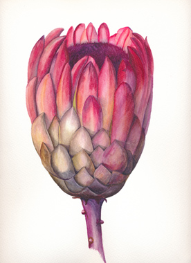 Protea.