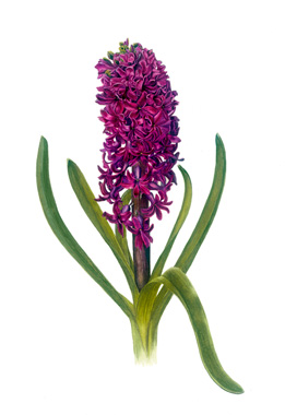 Purple-hyacinth