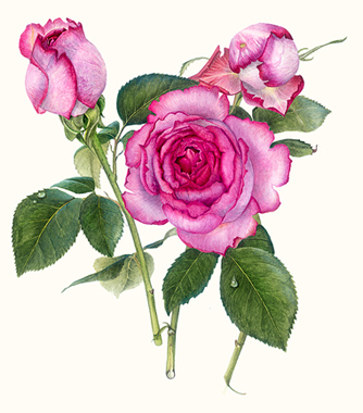 Rosa-Yves-Piaget.