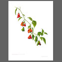 CP6001 Capsicum Baccatum Friers Hat.