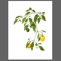 CP6004-Capsicum-Pubescens-Yellow-rocoto.