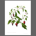 CP6007-Capsicum-Annuum-Hungarian-Black.