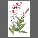 F-7001-Lobelia-Tupa.