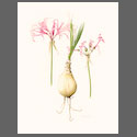 F5002-Nerine