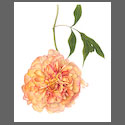 F6010-Tree-Peony-Souvenir-de-Maxime-Cornu.