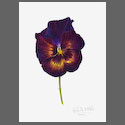 Pansy