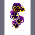 Pansy