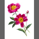 Pink-Peony