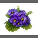 Polyanthus