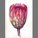 Protea