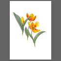 T7003-Tulipa-Flair.