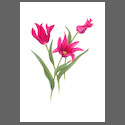 T7006-Tulipa-Mariette.