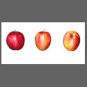 V6010-3-Red-Apples.