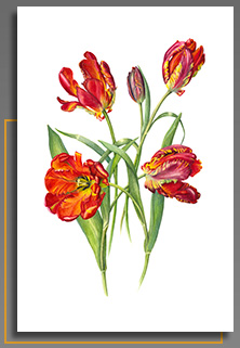 Belinda Noble Botanical Artist